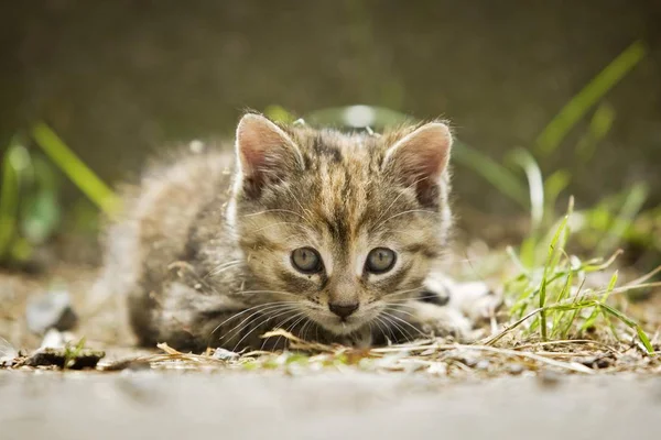 Hnědočervené Koťátko Ležící Stezce Německo Evropa — Stock fotografie