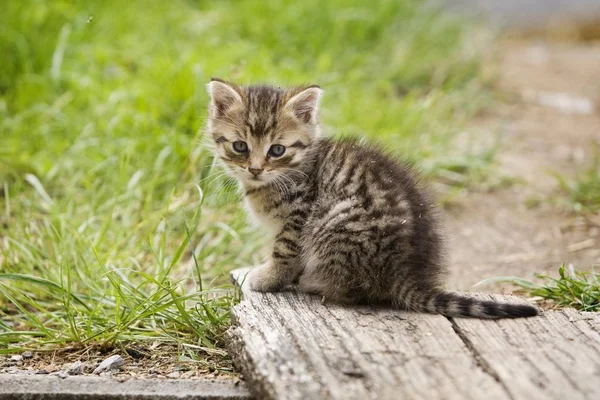 ドイツ ヨーロッパの道のそばに座っているタビー子猫 — ストック写真