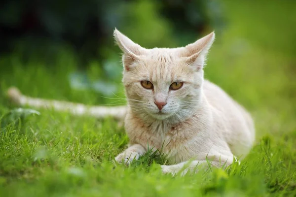 芝生の上に横たわる赤いクリームタビー猫 ドイツ ヨーロッパ — ストック写真
