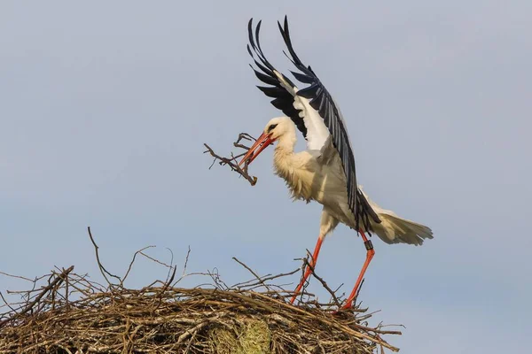 White Storkapproaching Nest Nesting Material — Stock Photo, Image