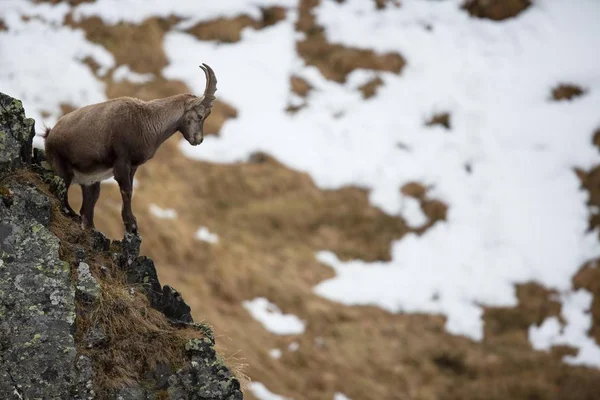 Ibex Alpejski Capra Ibex Młody Samiec Jesienią Dolina Oberbergtal Dolina — Zdjęcie stockowe