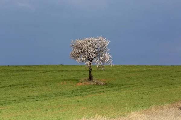 Vista Panorâmica Árvore Florescente Solitária Campo Valência Espanha Europa — Fotografia de Stock