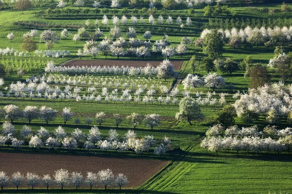 Scenic View Blossoming Cherry Trees Obereggenen Markgrflerland Black Forest Baden — Stock Photo, Image
