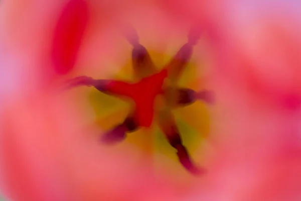 Pistil Och Uthållighet Tulpan Tulipa — Stockfoto