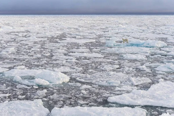 Paket Buz Üzerinde Kutup Ayısı Manzara Spitsbergen Svalbard Takımadaları Svalbard — Stok fotoğraf