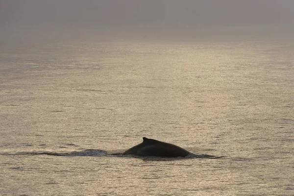 Humpback Whale Megaptera Novaeangliae Plunging Barents Sea Nordaustland Svalbard Archipelago — 스톡 사진