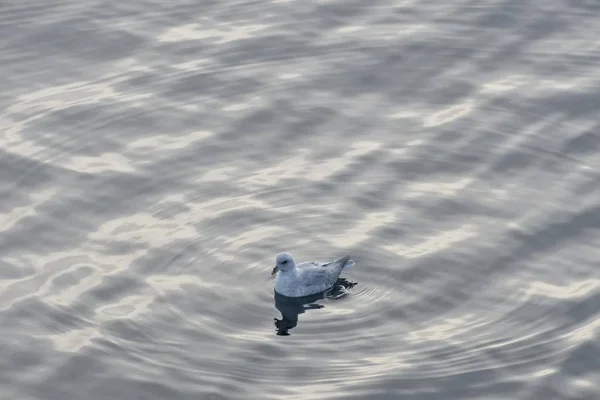 Northern Fulmar (Fulmarus glacialis) in the sea, Nordaustlandet, Svalbard archipelago, Svalbard and Jan Mayen, Norway, Europe