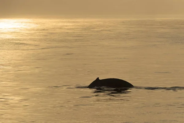 Humpback Whale Megaptera Novaeangliae Plunging Barents Sea Nordaustland Svalbard Archipelago — 스톡 사진