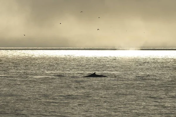 Humpback Whale Megaptera Novaeangliae Plunging Barents Sea Nordaustland Svalbard Archipelago — 스톡 사진