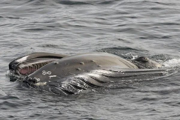 Humpback Whale Megaptera Novaeangliae Foraging Sea Surface Barents Sea Nordaustland — 스톡 사진