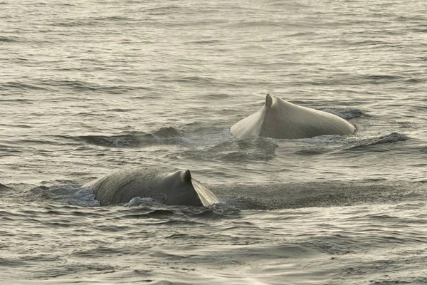 Humpback Whales Megaptera Novaeangliae Sea Surface Barents Sea Nordaustland Svalbard — 스톡 사진