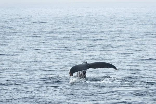 Fluke Humpback Whale Megaptera Novaeangliae Zanurzenie Morze Barentsa Nordaustland Archipelag — Zdjęcie stockowe