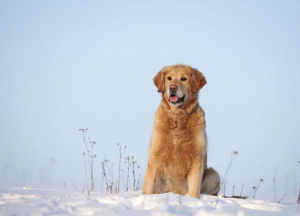 Golden Retriever Sitting Snow — Stock Photo, Image