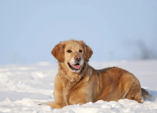 金毛猎犬 躺在雪地里 — 图库照片