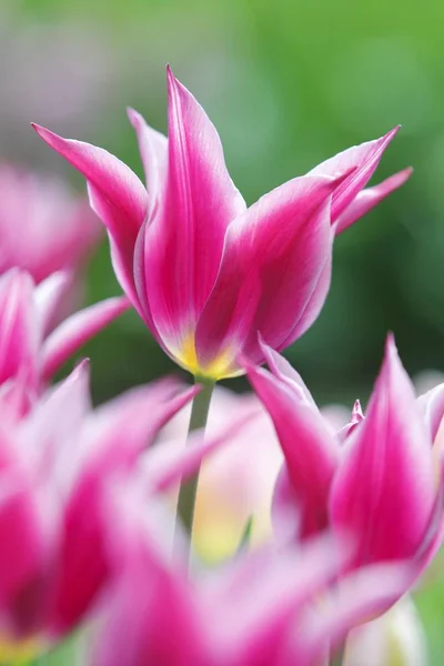 Tulipas Floridas Tulipa Maytime Lírio Florido Tulipa Variedade Maytime — Fotografia de Stock