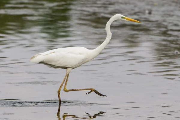 Velký Egret Lovící Vodě Odrazem — Stock fotografie