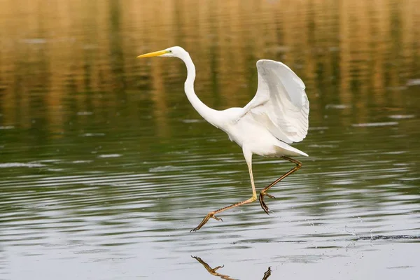 Great Egret Fishing Wings Spread — Stock Photo, Image
