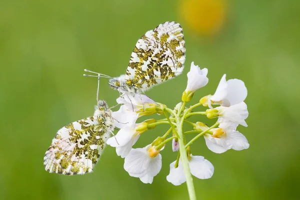 Zwei Orangenspitzen Schmetterlinge Anthocharis Cardamines Männchen Auf Einer Kuckucks Oder — Stockfoto