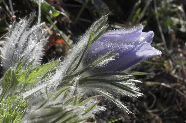 Common Pasque Flower Pulsatilla Vulgaris Квітка Покрита Ранковою Росою Баден — стокове фото