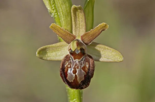 Early Spider Orchid Flower Closeup Blurred Background — Stock Photo, Image