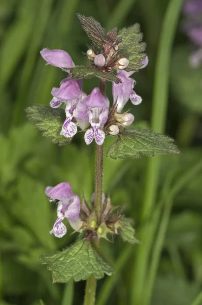 Spotted Deadnettle Spotted Dead Nettle Flower Closeup Blurred Background — Stock Photo, Image