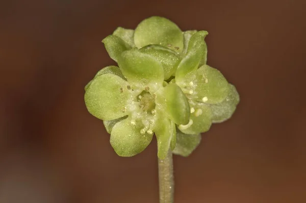 Moschatel Flower Closeup Blurred Background — Stock Photo, Image