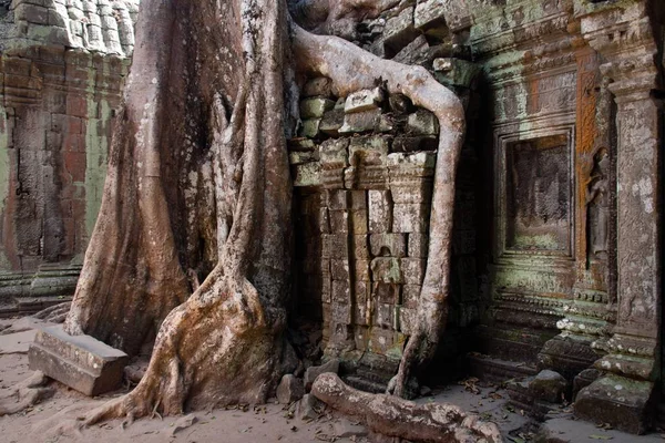 巨大的四元树根在庭院 塔普罗姆寺 联合国教科文组织世界遗产 柬埔寨 — 图库照片