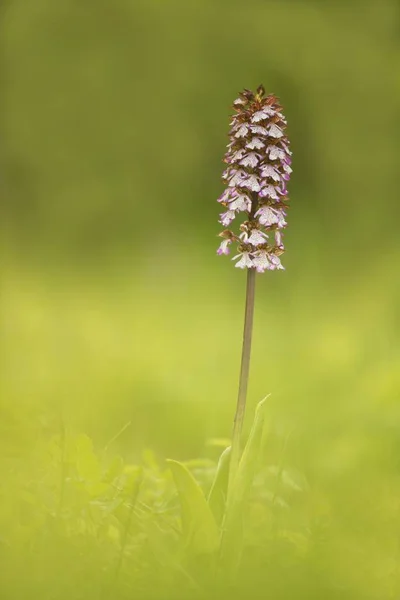 Lady Orchid Flower Closeup Blurred Background — Stock Photo, Image