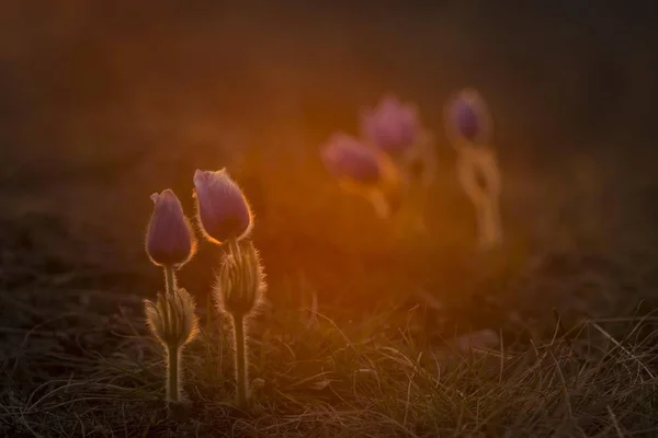 Pasque Flower Wieczornym Świetle Zbliżenie — Zdjęcie stockowe