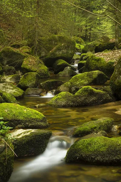 Vacker Utsikt Över Stillensteinklamm Gorge Gieenbach Stream Grein Der Donau — Stockfoto