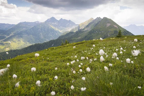 Schilderachtig Uitzicht Zomer Weide Planai Regio Schladming Stiermarken Oostenrijk Europa — Stockfoto