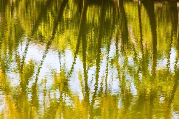 Palm Trees Being Reflected Hopeaia Fishpond Mauna Lani Kohala Coast — Stock Photo, Image