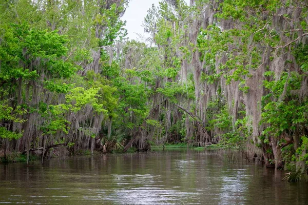 Spanish Moss Tillandsia Usneoides Growing Trees Swamp Louisiana United States — Stock Photo, Image