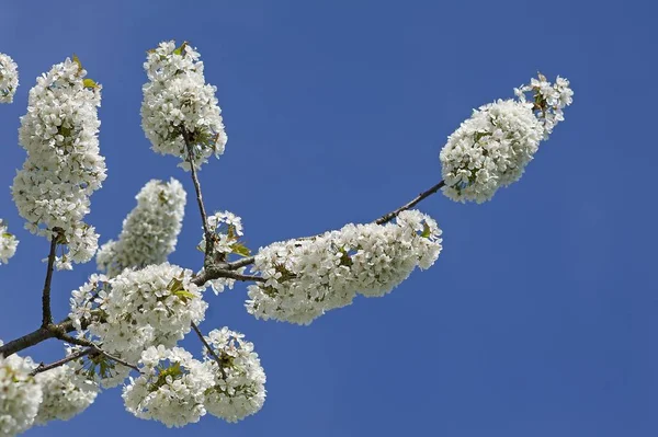 Цветение Сакуры Prunus Avium Против Голубого Неба Бавария Германия Европа — стоковое фото