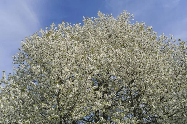 Bfsoming Cherry Tree Prunus Avium Средняя Франкония Бавария Германия Европа — стоковое фото