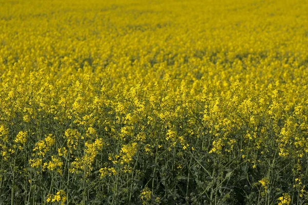 Αγροτεμάχιο Ελαιοκράμβης Brassica Napus Πλήρη Άνθιση Βαυαρία Γερμανία Ευρώπη — Φωτογραφία Αρχείου