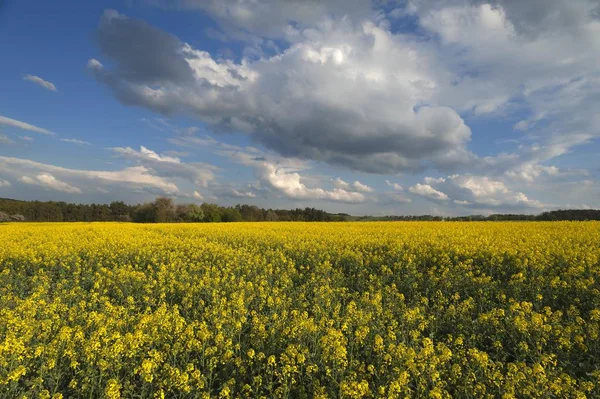 Rapsfeld Brassica Napus Blühend Bayern Deutschland Europa — Stockfoto