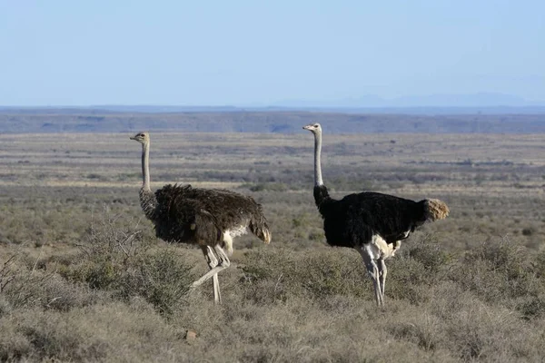 Scenic View Ostrich Common Ostrich Karoo Nature Reserve Western Cape — Stock Photo, Image