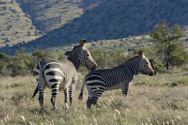 Vista Panorâmica Montanha Cabo Zebras Cabo Oriental África Sul África — Fotografia de Stock