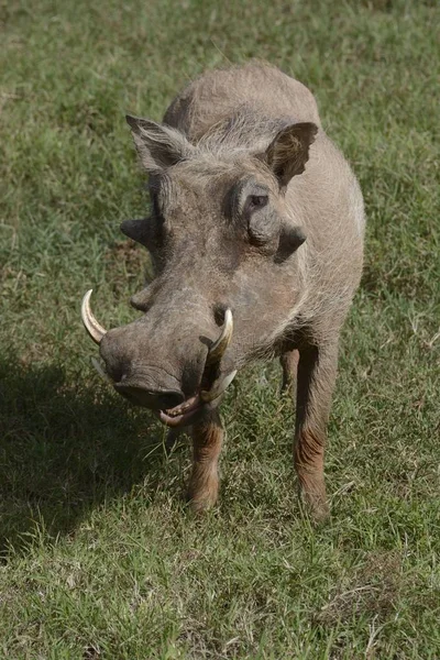 Scenic View Warthog Addo Elephant National Park Eastern Cape South — Stock Photo, Image