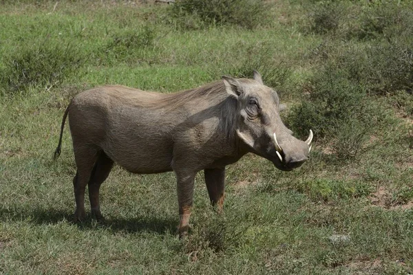Vista Panorâmica Warthog Parque Nacional Addo Elephant Cabo Oriental África — Fotografia de Stock