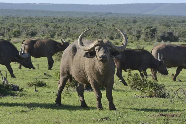 Naturskön Utsikt Över Cape Buffalos Addo Elephant National Park Eastern — Stockfoto