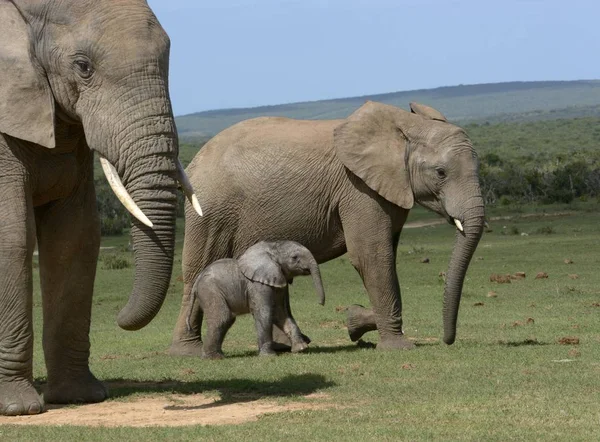 Vista Panoramica Degli Elefanti Africani Bush Adulti Con Giovani Giorni — Foto Stock