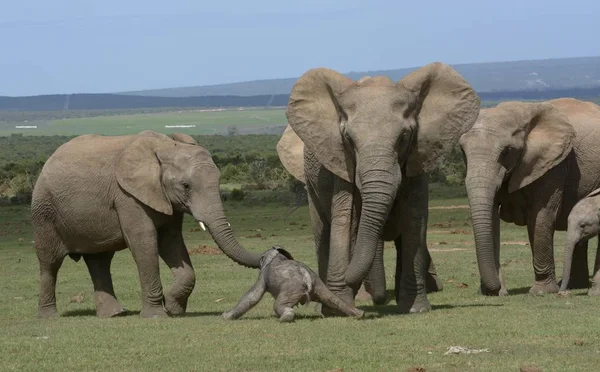 Africano Bush Elefantes Adultos Com Jovens Dias Addo Elephant National — Fotografia de Stock