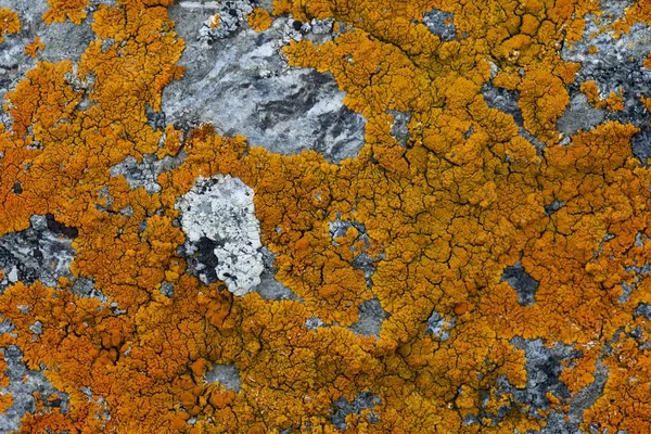 Vista Close Lichen Rocha Cinzenta — Fotografia de Stock