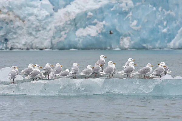 Glaucous Gulls (Larus hyperboreus) standing on an iceberg, Arctic Ocean, Spitsbergen, Svalbard Islands, Svalbard and Jan Mayen, Norway, Europe