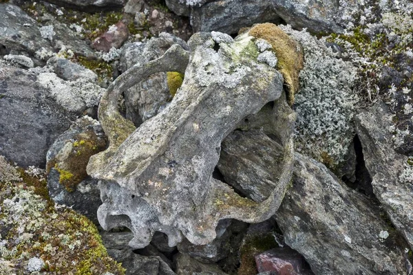 Lichens growing on the skull of a Polar Bear, Liefdefjorden fjord, Spitsbergen, Svalbard Islands, Svalbard and Jan Mayen, Norway, Europe