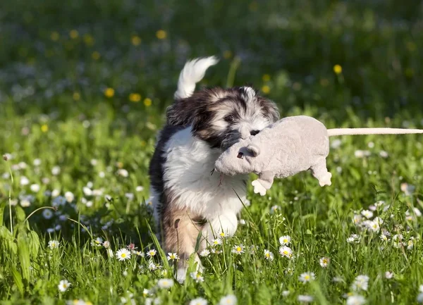 Zbliżenie Cute Terrier Tybetański Szczeniak Gry Pluszowe Zabawki Łące — Zdjęcie stockowe