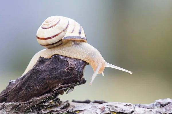 Snail Dead Wood Blurred Background — Stock Photo, Image