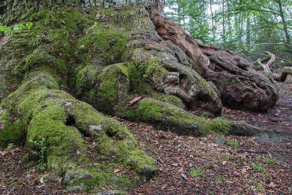 Dąb Stary Pedunculate Lub Angielski Dąb Detal Urwald Sababurg Puszcza — Zdjęcie stockowe